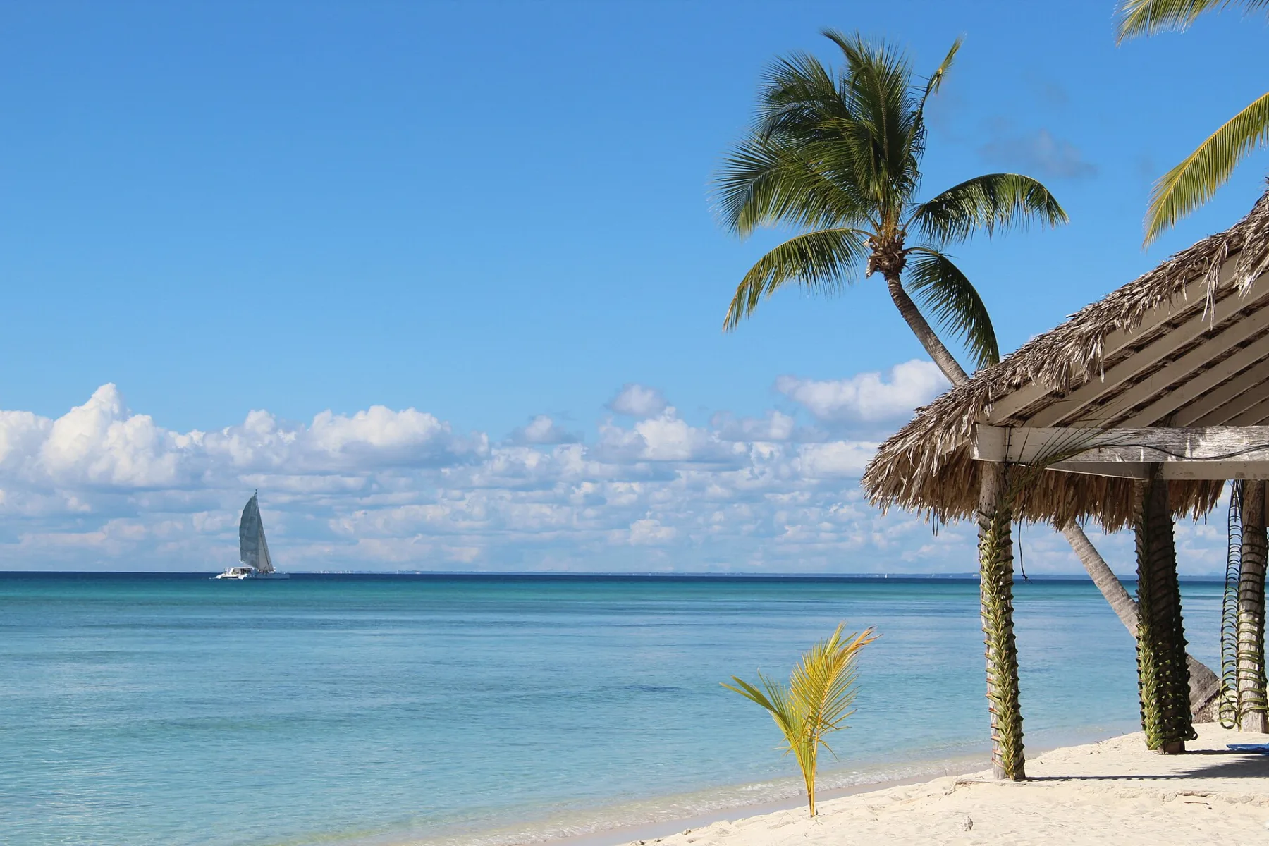 Wit zandstrand van Isla Saona met palmenschaduw en een catamaran in de verte op de Caribische zee
